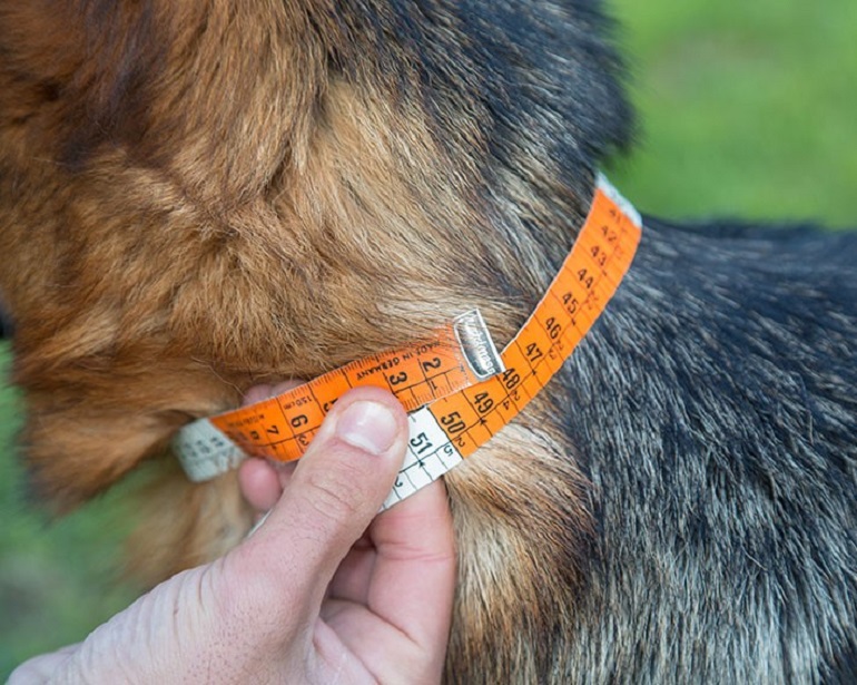 Fitting a shop dog collar