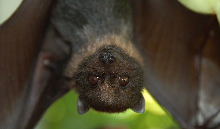 How To: Get Rid of Bats - The Craftsman Blog