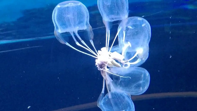 jellyfish diet