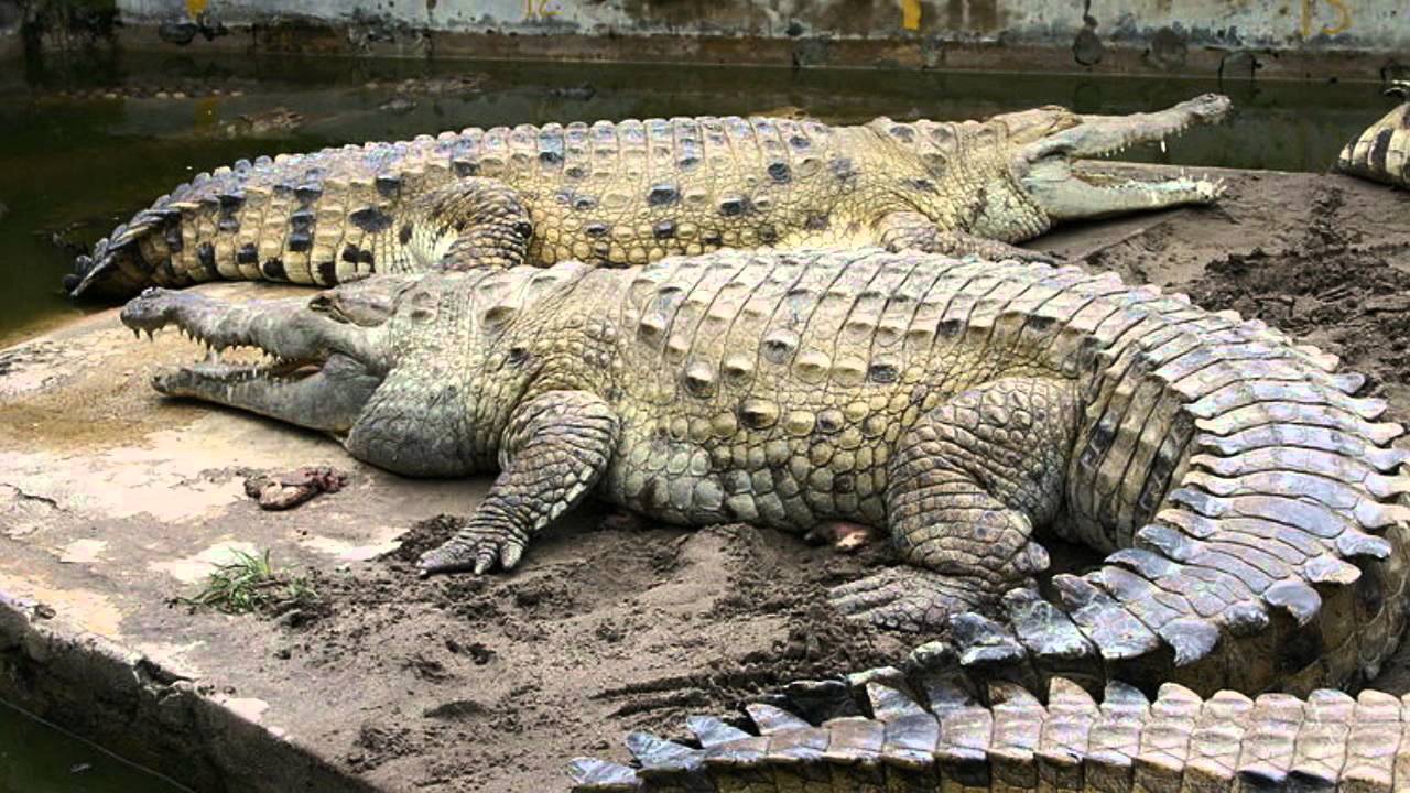 saltwater crocodile size comparison