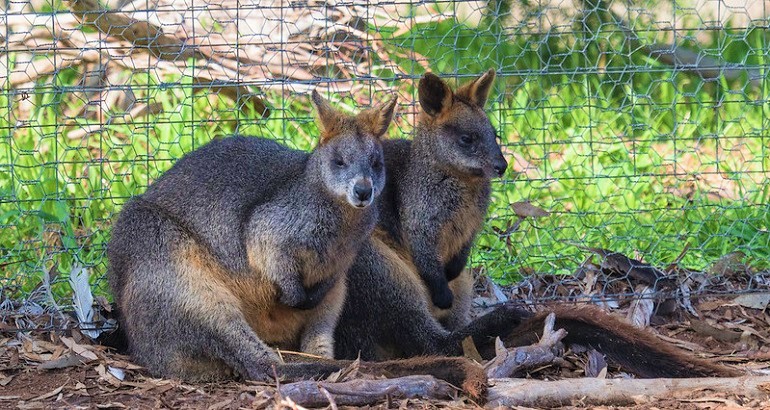 difference between wallaby and kangaroo
