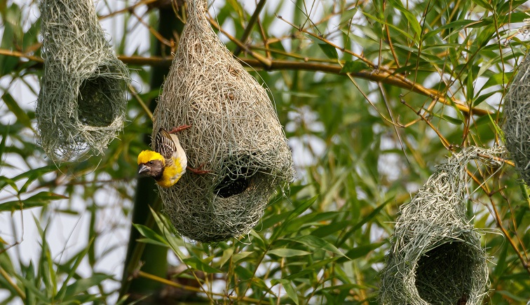 How to protect bird nests: if you love them, leave them alone - BirdLife  International