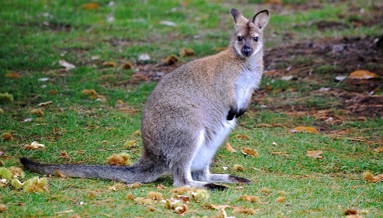 wallaby kangaroos
