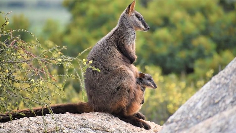 difference between kangaroo and wallaby
