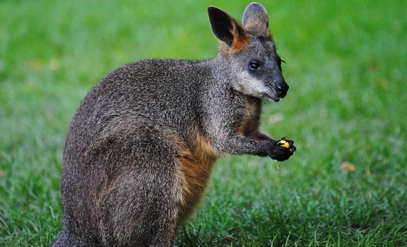 what's the difference between a wallaby and a kangaroo