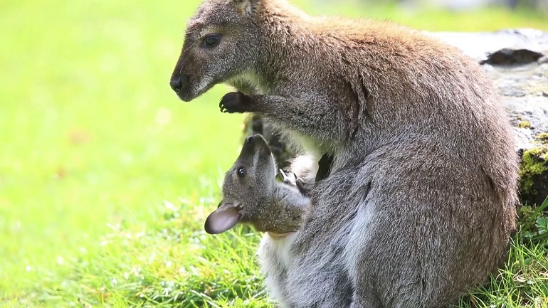 what's the difference between a kangaroo and a wallaby
