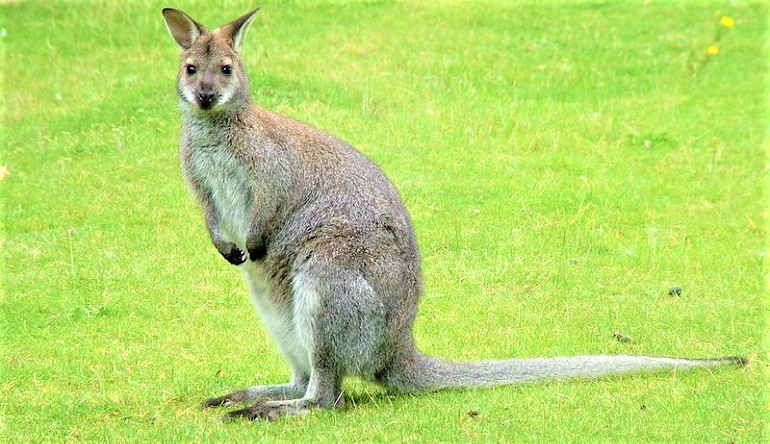 what is the difference between a wallaby and a kangaroo
