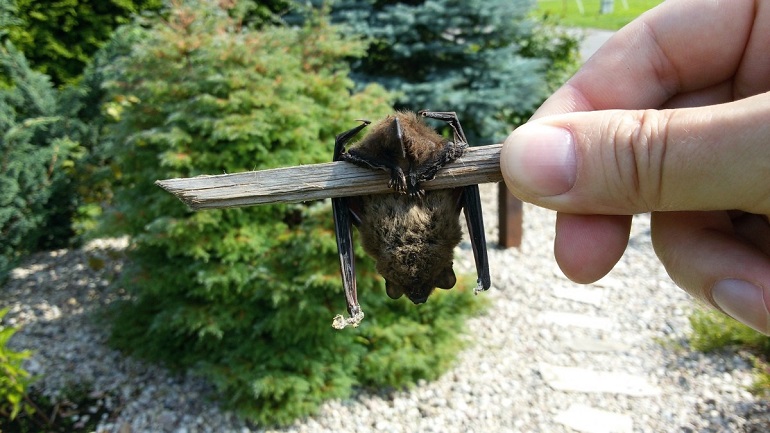 natural bat repellent