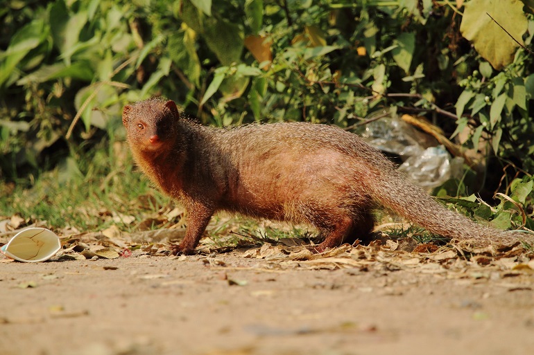 how fast is a mongoose
