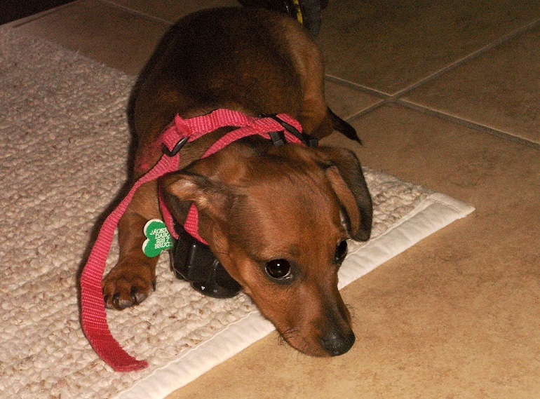 Using a training hotsell collar on a puppy