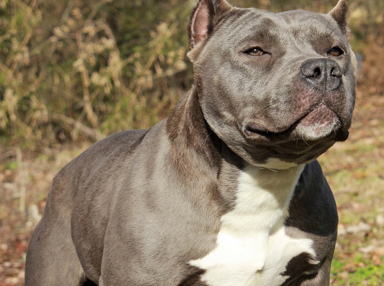 What Breed Of Dog Has Lockjaw