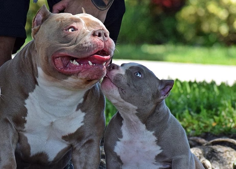American Bully Dog Breed Facts You Must Know WAF