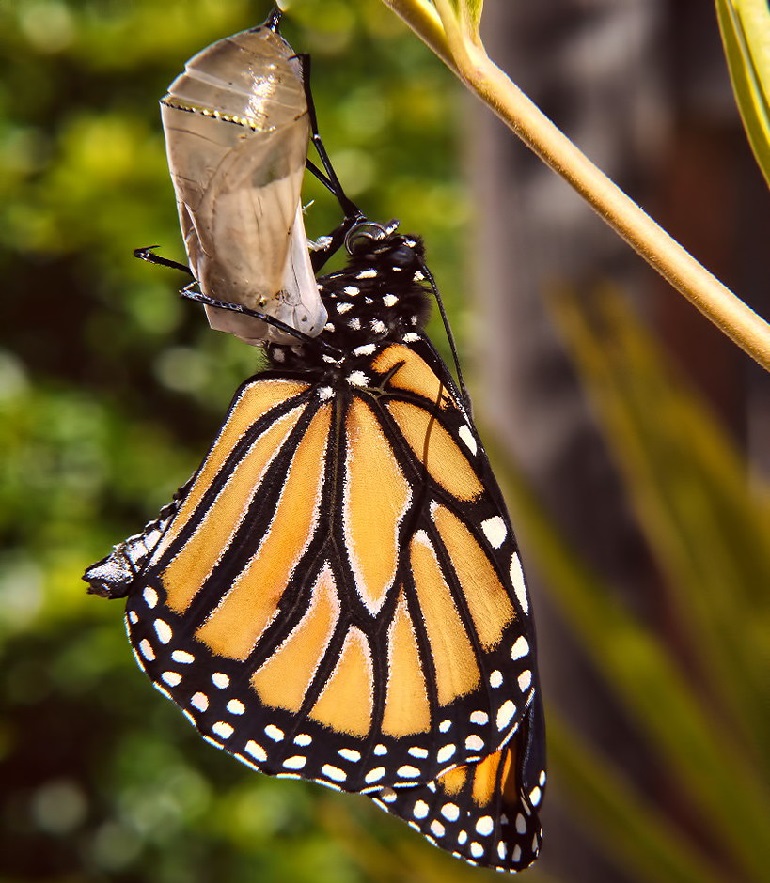 buterflies
