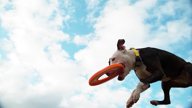 what age can you start using a shock collar on a puppy