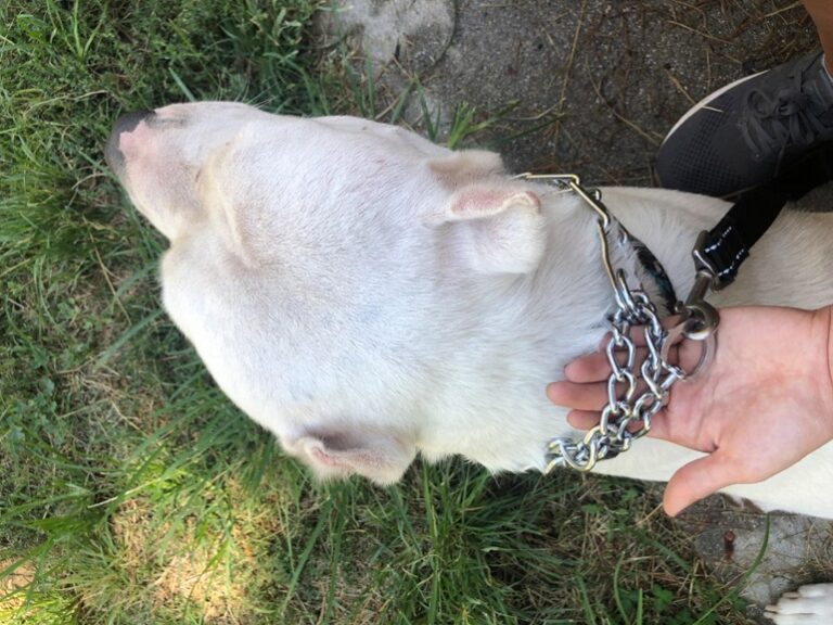 8 Best Prong Dog Collar Top Picks And Buying Guide