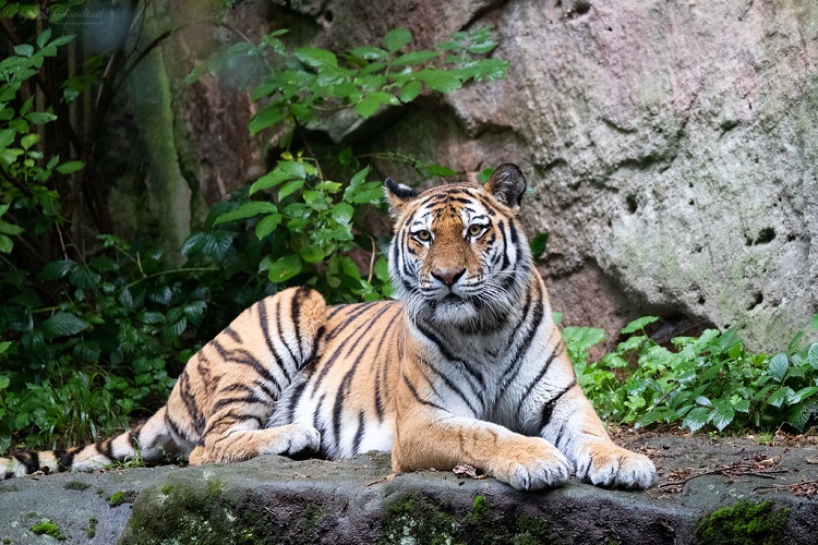 Tiger – Amazing Facts Of The Majestically Ferocious Animal