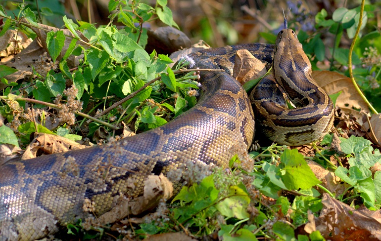 biggest snake breed