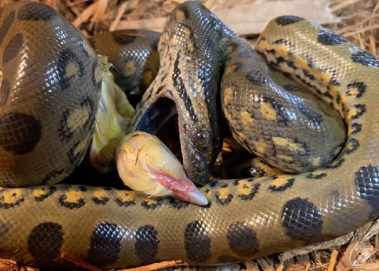 anaconda eating capybara