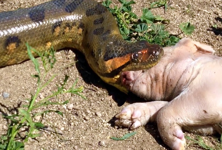 anaconda eating capybara