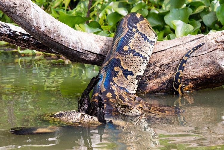 anaconda predators and prey