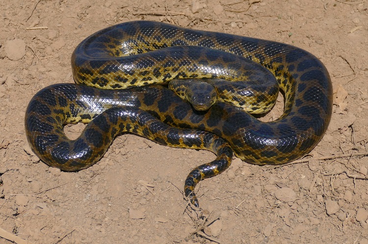 anaconda predators and prey