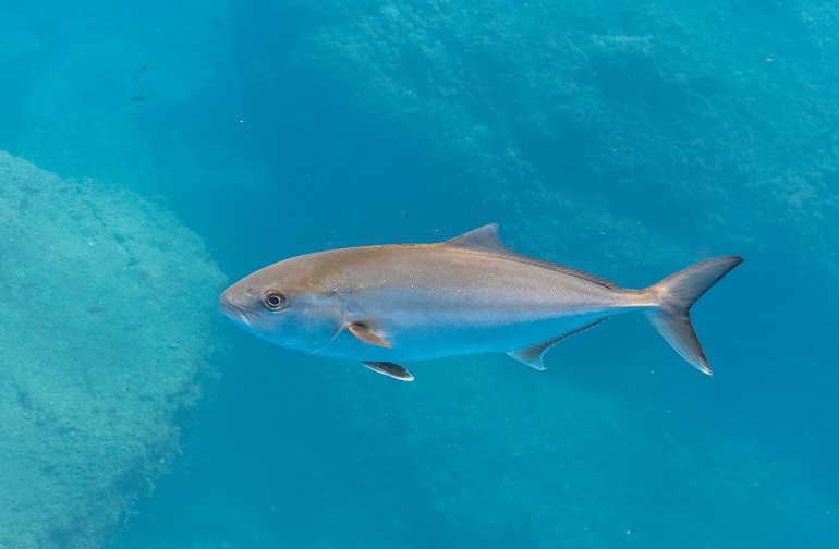 Aquatic Habitats Are under Threat