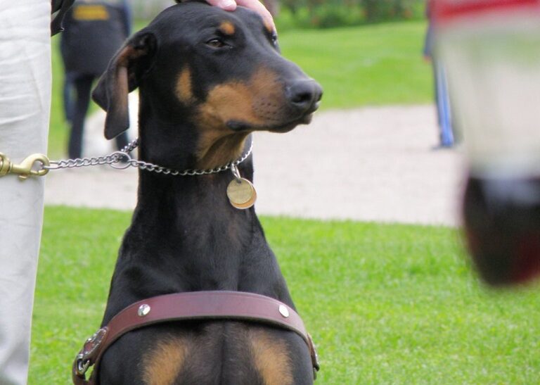 How Should You Place a Prong Collar on a Dog? WAF