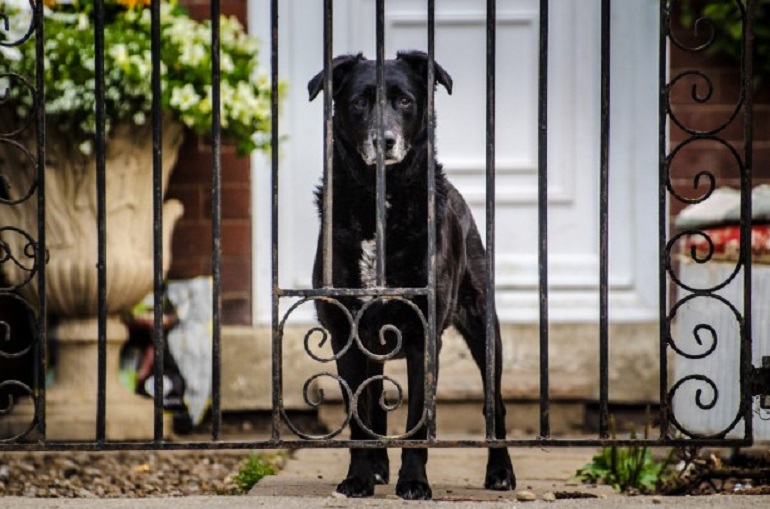 how to keep dog in wrought iron fence