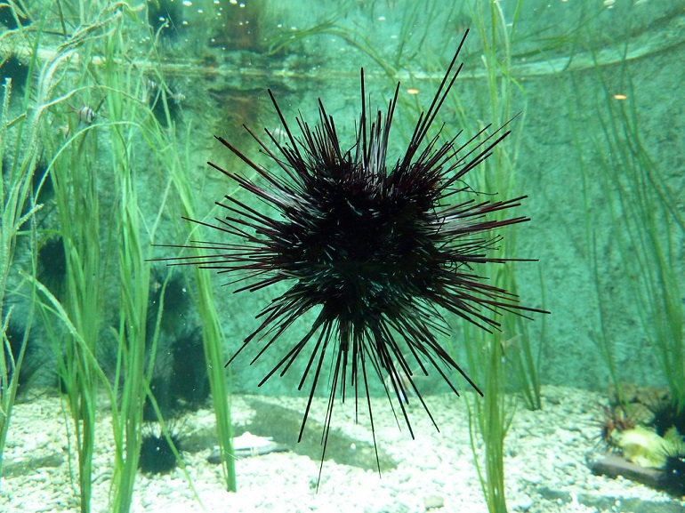 what phylum do sea urchins belong to