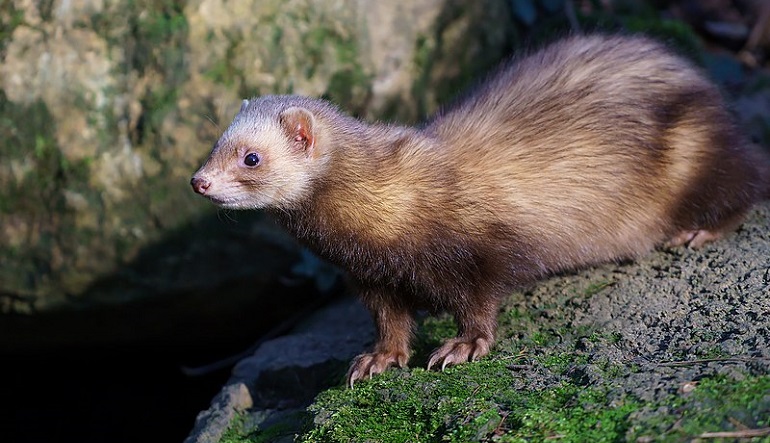 waardenburg syndrome ferret