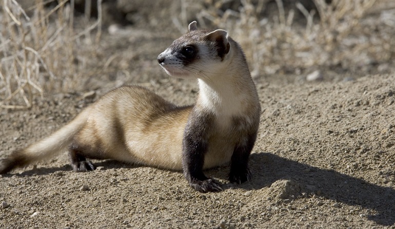 ferret care