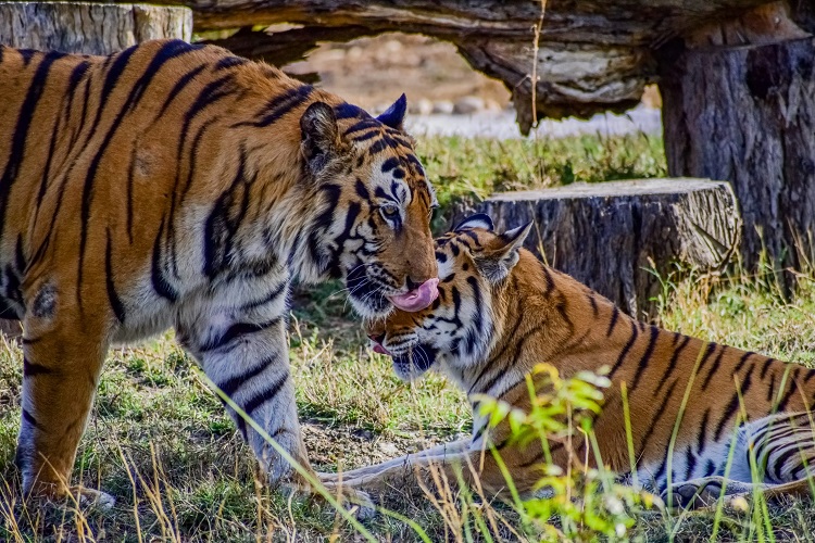 fun fact about tigers