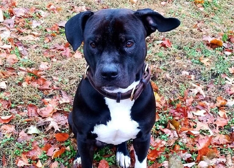 8 Best Dog Collars For Sensitive Skin WAF