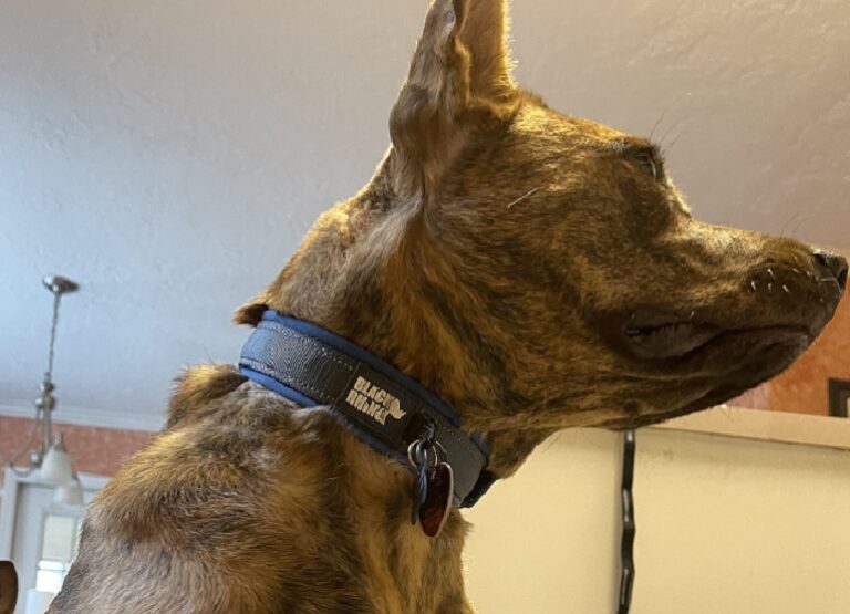 8 Best Dog Collars For Sensitive Skin WAF