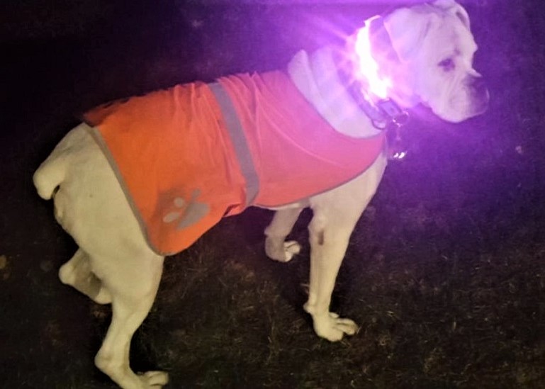 Best led dog outlet leash