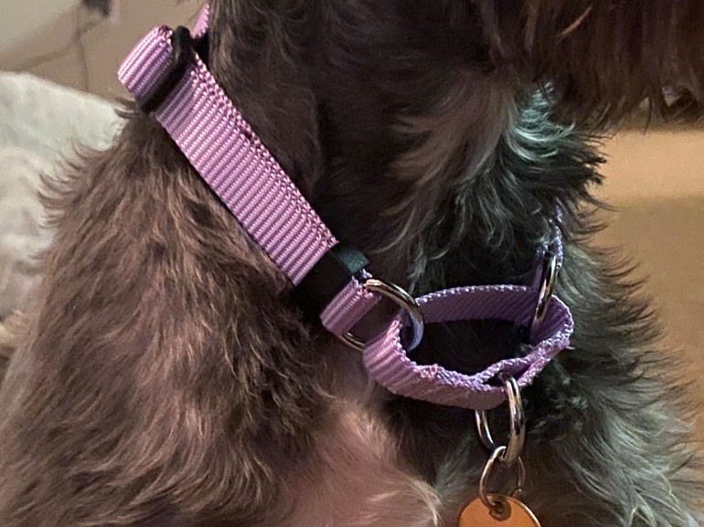 best collars for dogs