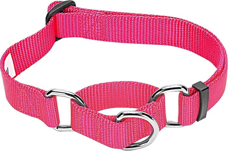 7 Best Dog Collars And Leashes Top Picks & Buying Guide