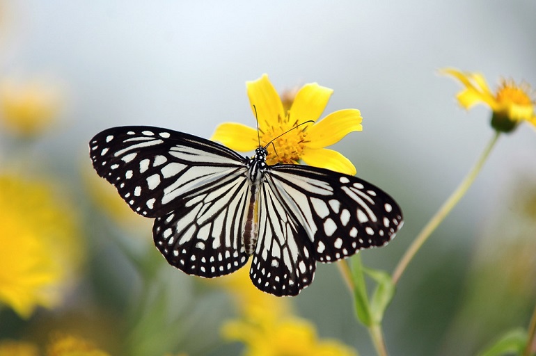 are butterflies mammals