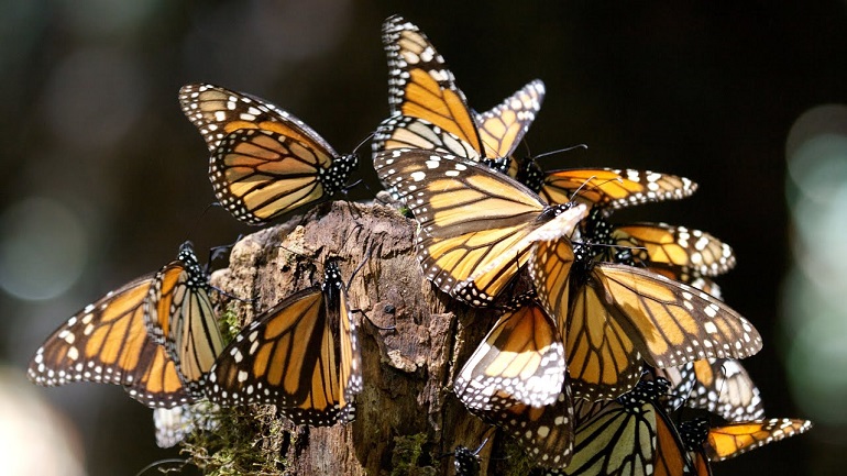 butterflies butterflies
