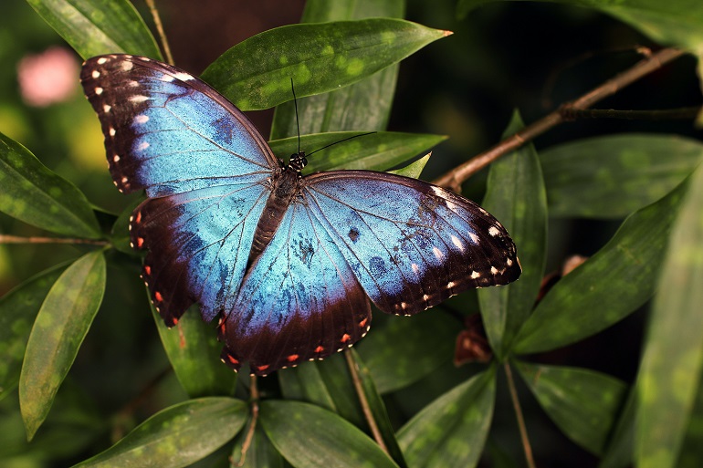 Butterflies – Beautiful, Breathtaking, And Bewitching