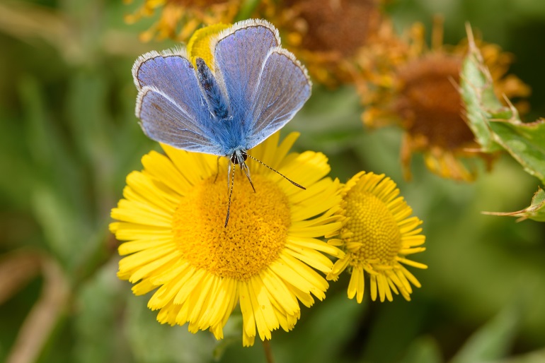 Butterflies – Beautiful, Breathtaking, And Bewitching