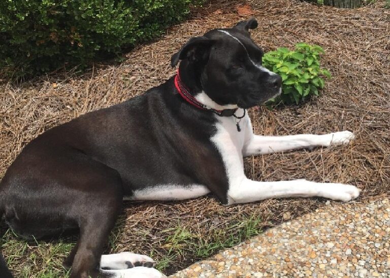 Curated visual reference: Picture Idea: 8 Best Dog Collars For Sensitive Skin