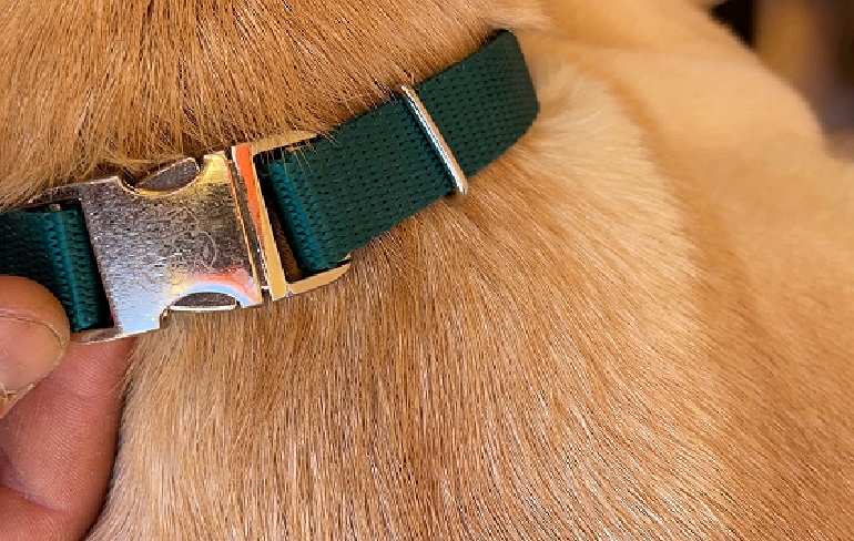 collar size for golden retriever puppy