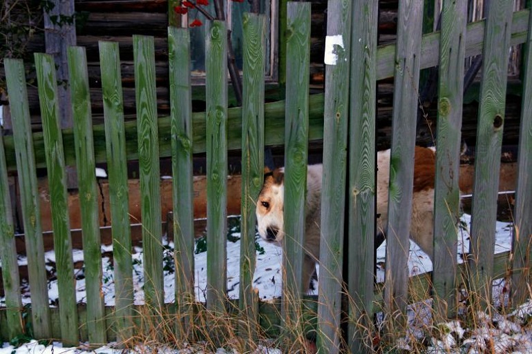 dog eared privacy fence