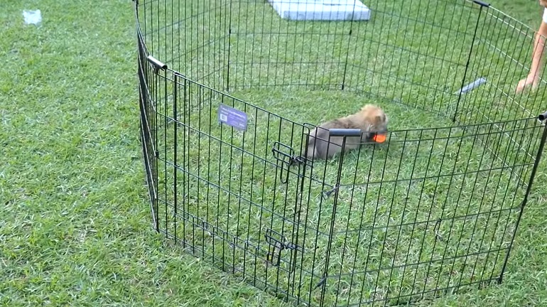 Best way to keep a dog shop in the yard without a fence