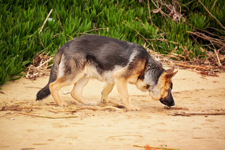 how to keep dog in yard without fence