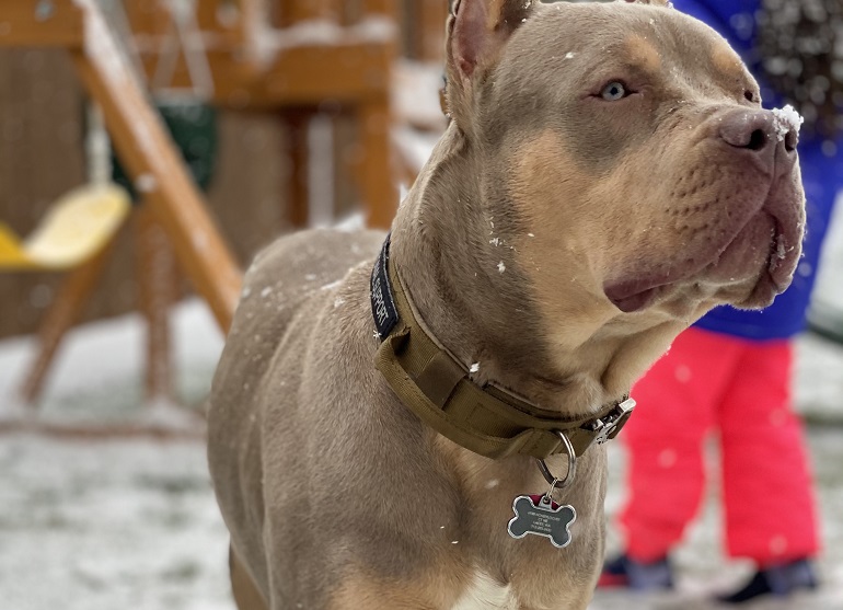 Best collars for pitbulls that pull sale