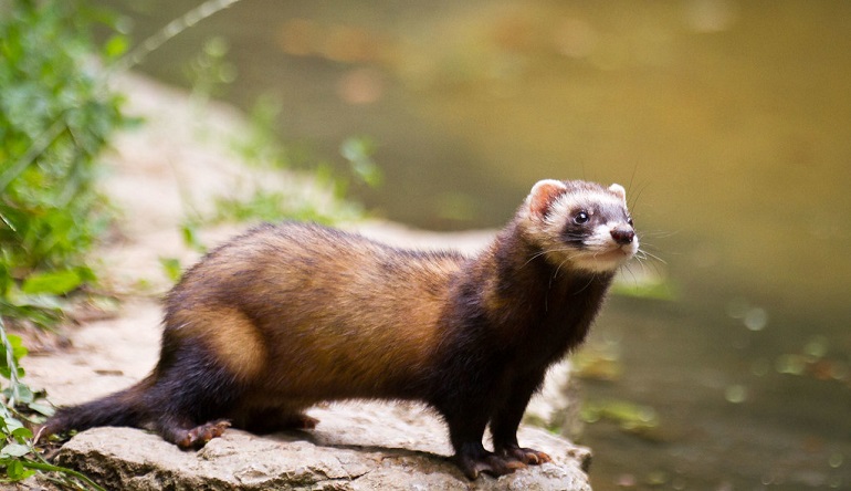 waardenburg syndrome ferret