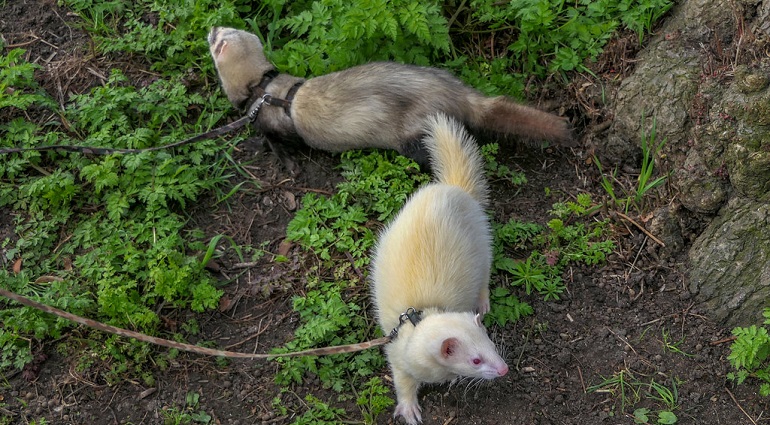 how to take care of a ferret