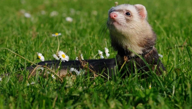 ferret as a pet